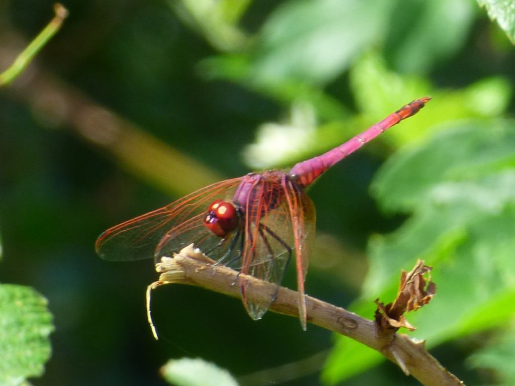Trithemis annulata in provincia di Torino